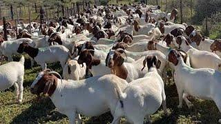 Boer Goats farming