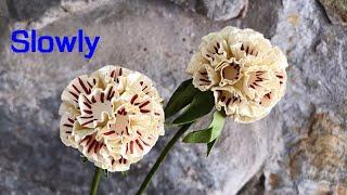 ABC TV  How To Make Easy Scabiosa Pods Paper Flower Slowly - Craft Tutorial