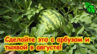 ПРОСТО ОТРЕЖЬТЕ ЭТО у ТЫКВЫ и АРБУЗА и плоды будут огромные и вкусные.