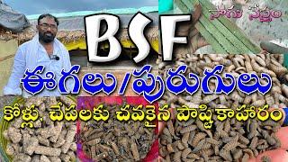 BSF ఈగలుపురుగులు  కోళ్లు చేపలకు పౌష్టికాహారం  తక్కువ పెట్టుబడి  కష్టపడితే ఫలితం  దాణా ఉచితం 