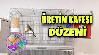 MUHABBET KUŞU ÜRETİM KAFESİ DÜZENİ