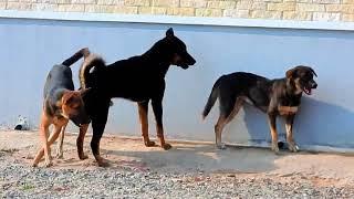 Amazing dogs meeting threes some