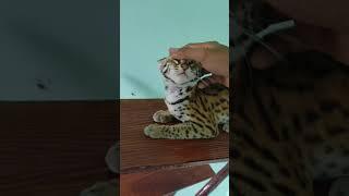 MENJINAKKAN KUCING HUTAN Memori Jasmine # SHORTS