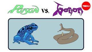 Poison vs. venom Whats the difference? - Rose Eveleth