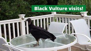 A Black Vulture visits