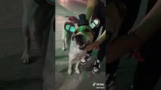 Erm guys is this Freddy Fazbear? #FNAF #shorts #youtubeshorts #dogs@jonaju2 on tiktok