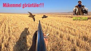 BILDIRCIN AVI 2024  2025 LESSİ’NİN ŞAHANE FERMALARI’NIN NET ÇEKİMLERİ QUAIL HUNT ОХОТА НА ПЕРЕПЕЛА