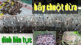 #12 Bẫy chuột dừa bằng mồi cực nhạy dính liên tục bẫy chuột dừa bến tre lê Tâm săn bắt