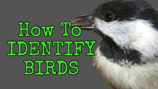 How to Identify Birds   TOP 10 BACKYARD BIRDS   Beginner Friendly 