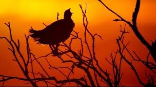 Турач Francolinus francolinus - Black francolin  Film Studio Aves