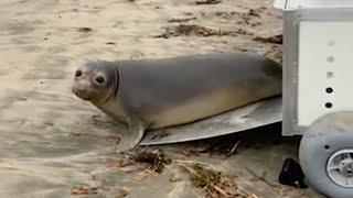 Elephant Seal Release