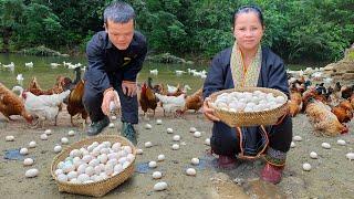 Dwarf Family Harvesting Chicken Eggs & bake eggs in bamboo tube Garden renovation  harvesting joy