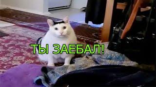 Кот который ненавидит хозяина Озвучка Ivona Maxim