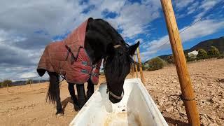 Horse Enjoys Her Bath time