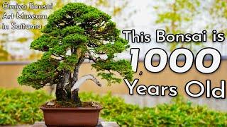 The World of Bonsai A Look into Art Made from Living Things