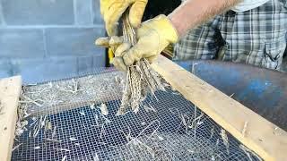 Quick Wheat Threshing by Hand  Dont Drop a Single Wheat Berry  Home Scale Wheat Processing