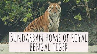Sundarban Royal Bengal Tiger  Sajnekhali Sudhanakhali Dobaki watchtower  Live Tiger