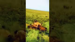 WAR  Games #shortsfeed #shortvideo #shortsvideo #lion