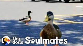 Watch This Wild Duck Bring His Girlfriend To Meet His Rescuer  The Dodo Soulmates