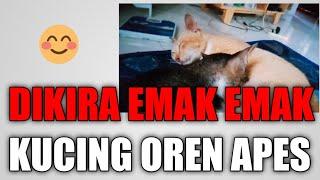 KUCING LUCU SALAH NYUSU