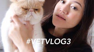 A DAY IN THE LIFE OF VET #VETVLOG3