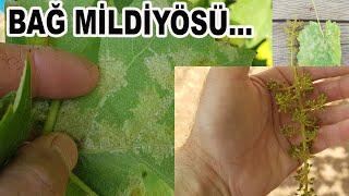 BAĞ MİLDİYÖSÜ Plasmopara viticola TANIMI ZARAR ŞEKLİ VE MÜCADELESİ. #bağ #vine