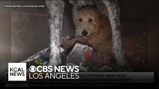 LA Times investigative journalists looks into Californias puppy mill pipeline  The Brief