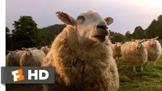 Babe 79 Movie CLIP - The Sheep Password 1995 HD