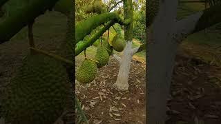 BUAH MUSANG KING BISA DITANDUK DIARI BERKEBUN DURIAN