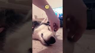 Husky funny #Husky سیبرین #هاسکی 