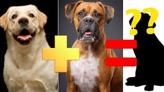 10 unreal Labrador Mix Breeds  labrador cross hybrid