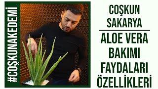 #CoşkunAkademi  Aloe Vera Bakımı Nasıl Yapılır?  Aloe Vera Jeli Kullanımı  Aloe Vera Özellikleri