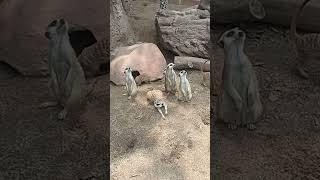 Meerkat gemoy