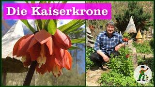 Kaiserkrone im Garten