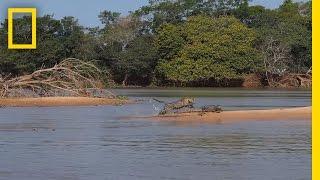 Jaguar Attacks Crocodile Cousin EXCLUSIVE VIDEO  National Geographic