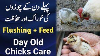 How to Care Day Old Chicks  Pehly Din Ke Chozon Ki Khurak Aor Unki Hifazat