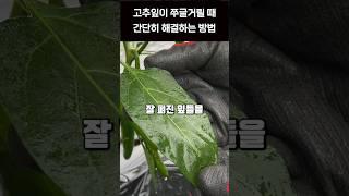 고추잎 쭈글쭈글 축엽증상 오갈병 해결방법 #오투팜