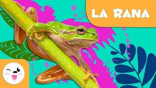 La rana  Animales para niños ️ Episodio 6