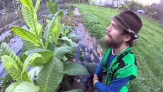 Tobacco the Taboo Plant with Herbal Jedi Yarrow Willard