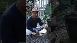 POHON LIAR ANTHURIUM ASLI INDONESIA #shorts #juraganlahan #tanamanhias #tanamanhiasmurah #anthurium