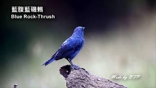 藍腹藍磯鶇  Blue Rock-thrush