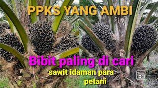 petani sawit di jamin ngiler melihat besarnya buah sawit unggul PPKS yang ambi.