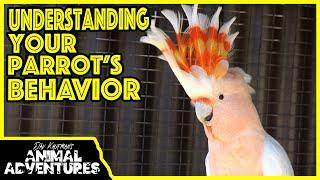 Understanding PARROT BEHAVIOR and how to correct bad habits