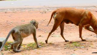 How To Monkey mating Dog When A Dog Comes To Group Monkey