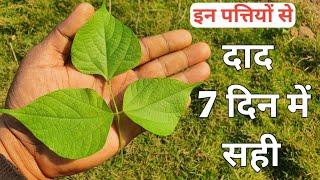 दाद एक बार में सही हो जाएगा  Desi dava for Daad  Herbs Plant Series  Home Garden