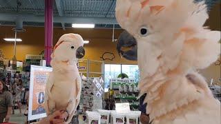 Cockatoos meet each other in pet store hilarity ensues