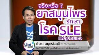 ชัวร์ก่อนแชร์  สมุนไพรรักษาโรค SLE หรือโรคแพ้ภูมิตนเองได้ จริงหรือ ?