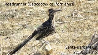 Greater Roadrunner Geococcyx californianus
