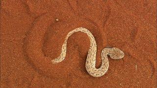 Terrifying The Venomous Sidewinder Snake Slithers at 18 MPH