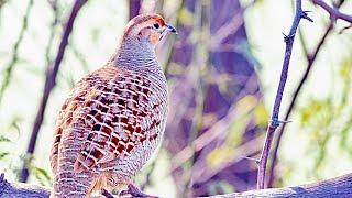 तीतर ग्रे फ्रैंकोलिन The grey francolin Ortygornis pondicerianus partridges in jungle Birds lover